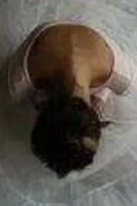 فيروز وسامح