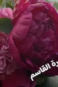 زهرة القاسم